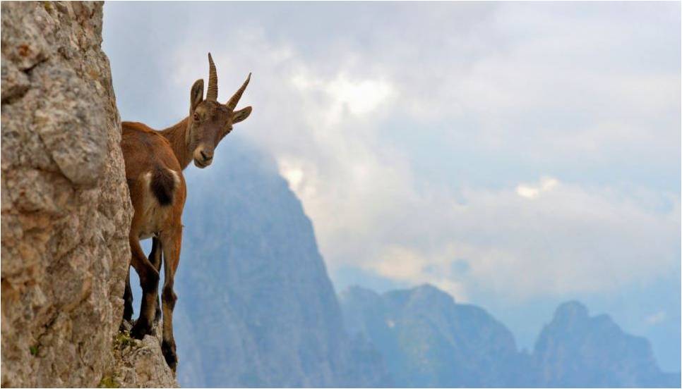 Goat on cliff from Frances Balek's author blog. Photo by Julijana Oremovic.